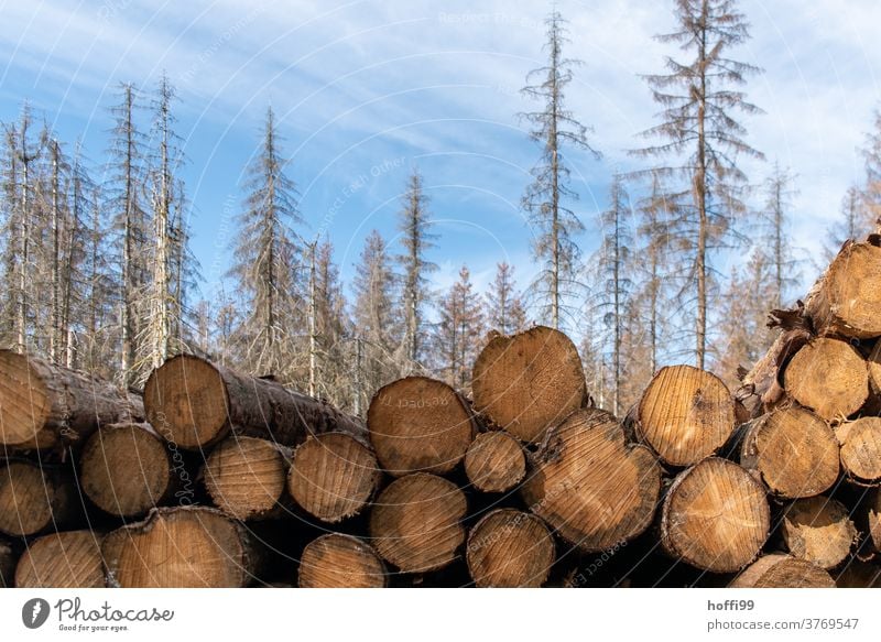 totes Holz vor totem Wald - der Borkenkäfer ist da borkenkäferbefall Waldsterben baumstämme Baumstamm Raummeter Klimawandel Forstwirtschaft Natur Umwelt