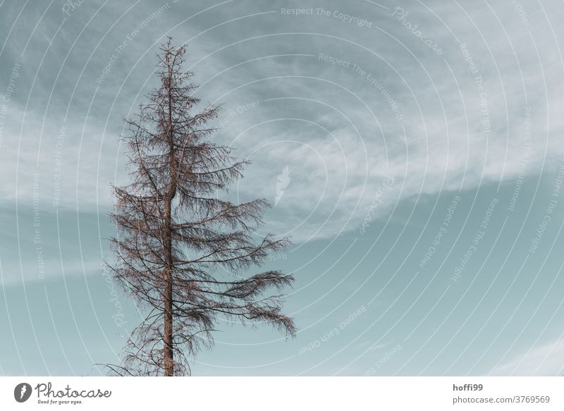Baumkrone eines toten Baumes  - der Borkenkäfer ist da borkenkäferbefall Waldsterben Minimalismus minimalistisch Holz baumstämme Baumstamm Raummeter Klimawandel