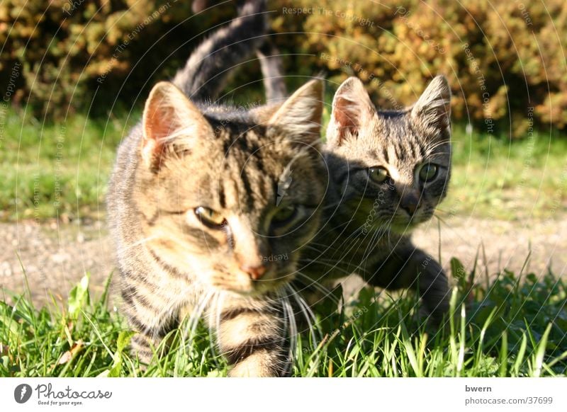 zwei Tiger Katze Haustier Tier Pfote Jagd Natur schleichen
