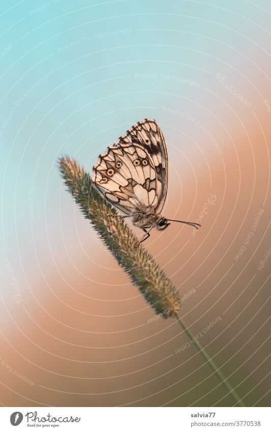mach mal Pause! Schmetterling in Ruheposition Schachbrettfalter Insekt Lepidoptera Flügel Fühler Natur Tierporträt Makroaufnahme Gräserblüte sitzen ruhen
