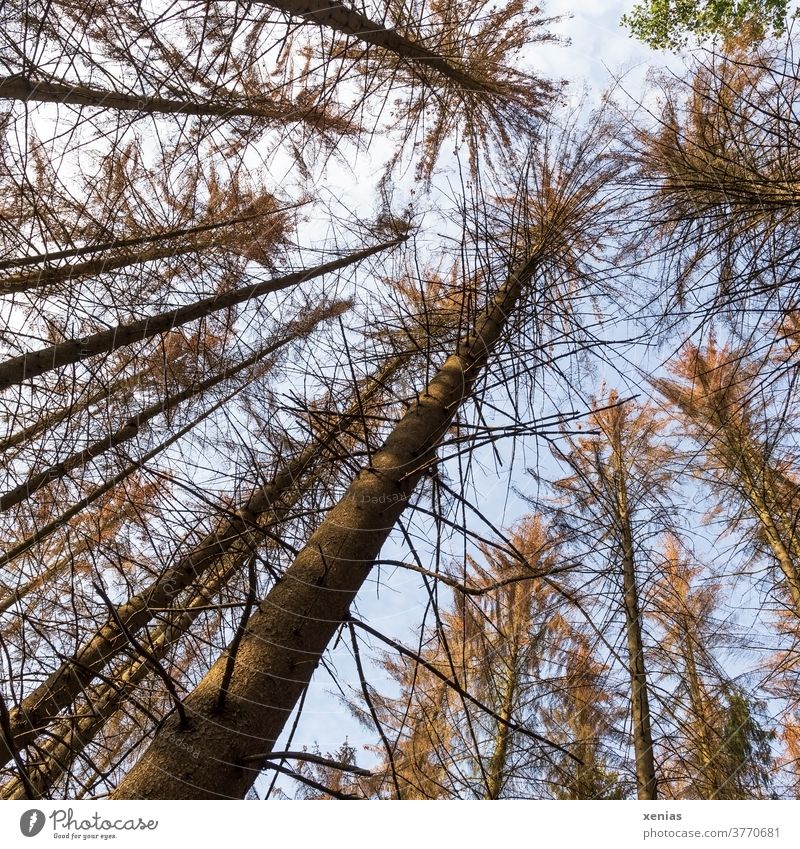 Waldsterben - Blick in den Himmel hinauf zu abgestorbenen Baumwipfeln eines Fichtenwäldchens Klimawandel Borkenkäfer Holz Totholz Forstwirtschaft Naturschutz