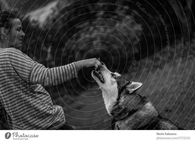 Frau gibt Husky-Hund einen Snack sibirischer Husky alusky Tier füttern Leckerbissen Hand Außenaufnahme Schlittenhund Tierporträt Haustier jung Tag Rassehund