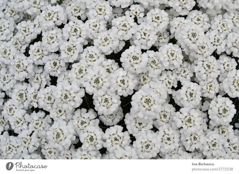 Unzählige weiße Blüten mit hell grünem Stößel bedecken fast vollständig die Fläche des Bildes. blumen btüten textur muster hintergrund dekoration