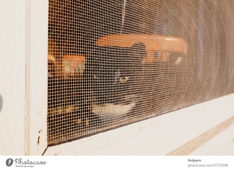 Katze in einem Fenster herumhängen Faultier müdes Tier sonniger Tag Sommer genießen sich[Akk] entspannen lustig Tierporträt Katze im Fenster Gottesstunde