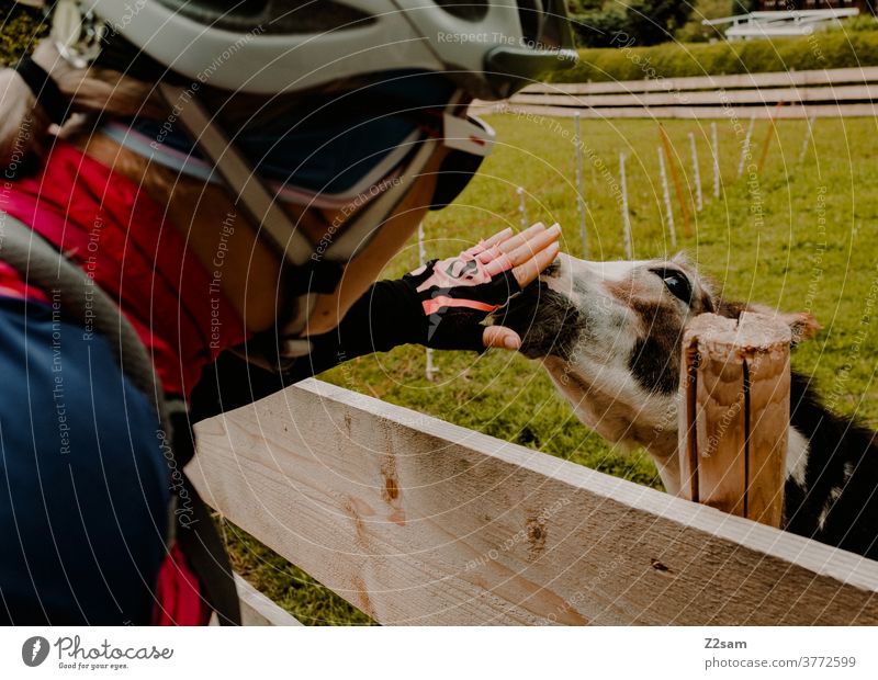 Radfahrerin streichelt Esel in einem Streichelzoo radfahrer radfahrerin radtour frau weiblich mädchen ausflug natur wiese streichelzoo tier esel liebe zuneigung