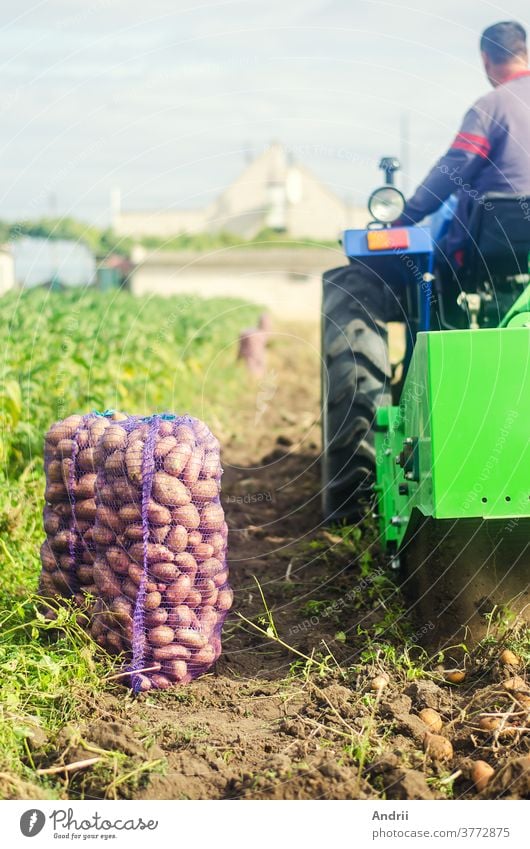 Landwirt auf einem Traktor gräbt Kartoffeln vom Boden aus. Extrahiert Wurzelgemüse an die Oberfläche. Landwirtschaft. Ernten von Kartoffeln im Herbst. Kartoffelernte-Kampagne. Ackerland auf dem Land.