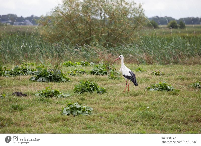 Tier - Storch Vogel Außenaufnahme Natur