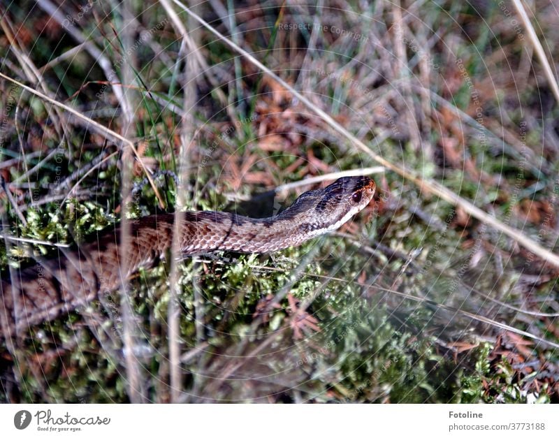 Auch wenn sie gut getarnt ist, hat Fotoline die Kreuzotter in der Heide doch entdeckt. Schlange Tier Farbfoto 1 Natur Menschenleer Wildtier Außenaufnahme Tag