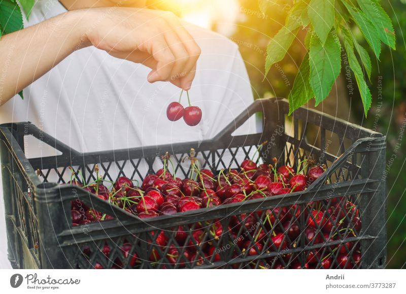 Ein Bauer hält eine Kiste mit frisch gepflückten roten Kirschen im Garten. Frische Bio-Früchte. Sommerernte. Selektiver Schwerpunkt. Ernte Landwirt