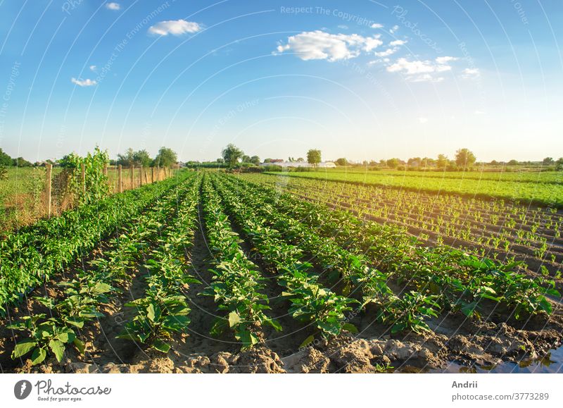 Auberginenplantagen wachsen an einem sonnigen Tag auf dem Feld. Bio-Gemüse. Landwirtschaftliche Nutzpflanzen. Landwirtschaftliche Nutzpflanzen. Agroindustrie und Agrobusiness. Europäische Landwirtschaft. Landwirtschaft. Aubergine. Selektiver Schwerpunkt