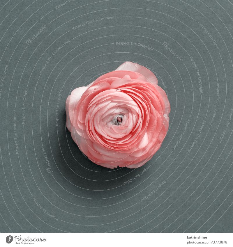 Rosa Blume auf grauem Hintergrund rosa Frühling Mutter romantisch Draufsicht Rosen Ranunculus Konzept kreativ Tag Dekor Dekoration & Verzierung Design geblümt