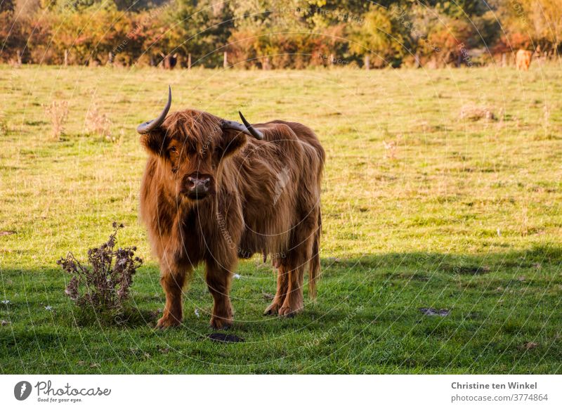 Schottisches Hochland-Rind steht auf einer Weide und schaut in die Kamera. Im Hintergrund Weidezaun und Sträucher Highland Cattle Schottisches Hochlandrind