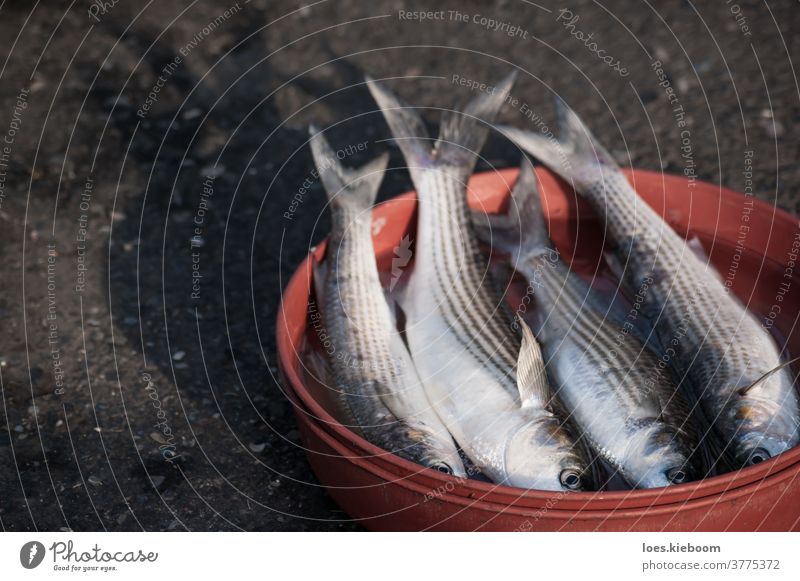 Vier haben gerade auf der Straße in einer orangefarbenen Schüssel Fisch gefangen, Istanbul, Türkei Lebensmittel frisch roh MEER Meeresfrüchte Tier Bass Basar