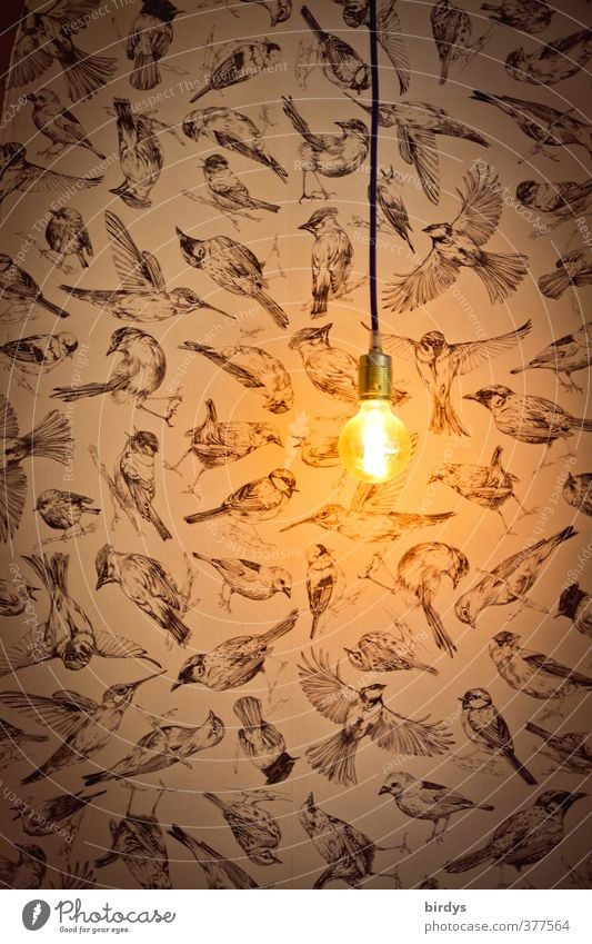 Ambiente Lifestyle leuchten ästhetisch dunkel bescheiden Design Idee Kreativität Stil "Lampe Licht Glühbirne Erleuchtung Vogel Vögel Tapete Lichtblick Idee,"