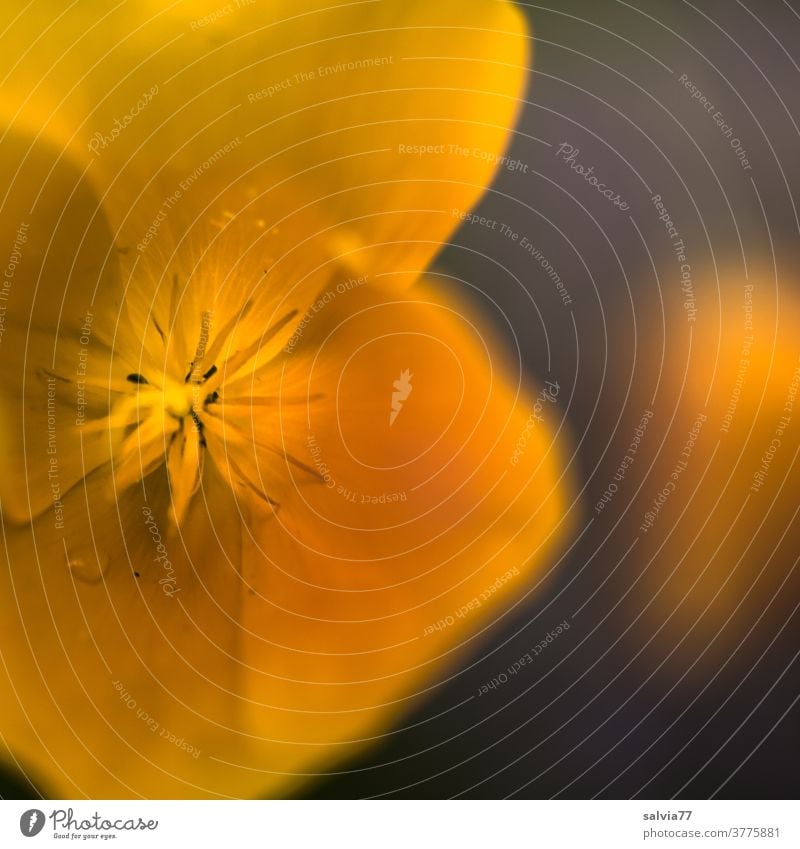 Orangene Blüte des Kalifornischen Mohns Kalifornischer Mohn Blume Mohnblüte orange Natur Sommer Garten Blühend Farbfoto Schwache Tiefenschärfe Duft