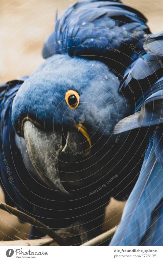 Hyanzithara Papagei Papageienvogel Vogel blau Schnabel Hyazinthara Tier Farbfoto Feder Tierporträt grün Wildtier Tiergesicht Blick Flügel Nahaufnahme Auge schön