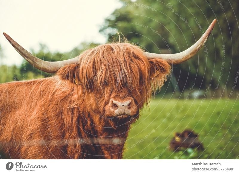 Highland-Rind muss zum Friseur Rinderhaltung Landwirtschaft Viehbestand Viehzucht Viehhaltung Viehweide Haare & Frisuren Haare schneiden haare im wind