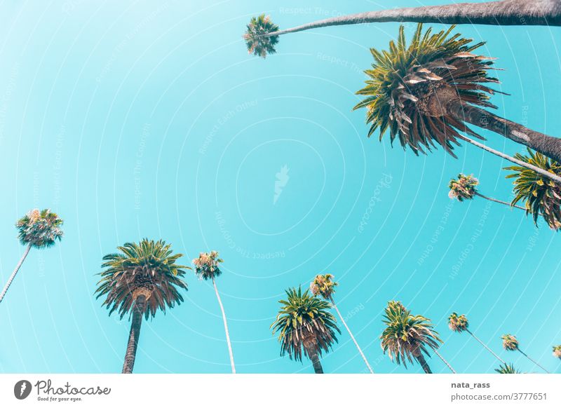 Beverly-Hills-Palmen in kalifornischen Tönen in einer Reihe angeordnet Hintergrund Landschaft Textfreiraum Sonnenlicht hoch los Bäume Rodeo Himmel im Freien