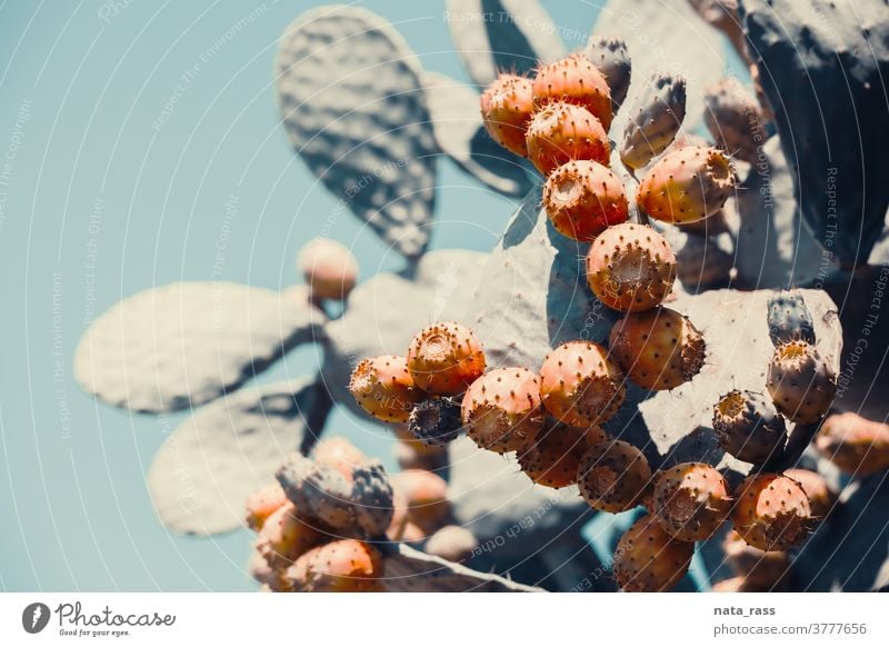Nahaufnahme des Kaktus Feigenkaktus aka opuntia ficus'indica aus Kalabrien in modernem Kontrastverlauf getönt Botanik Buchse Kakteen schließen farbenfroh