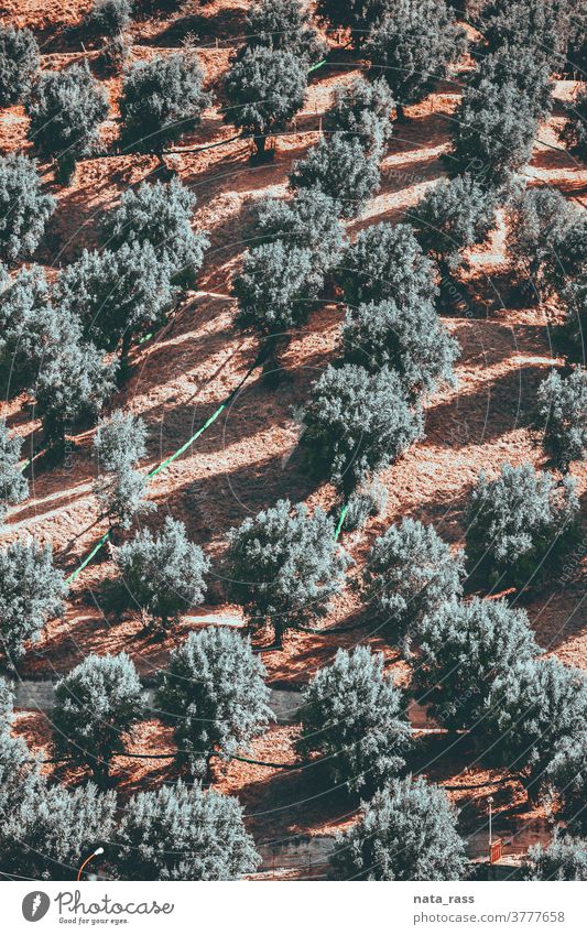Muster von Olivenbäumen mit Schatten auf einem Hügel des Aspromonte in Kalabrien aspromonte mediterrane Kultur agritourismus Sonnenlicht Umwelt Immergrün
