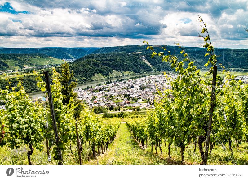 wein wandern Wege & Pfade Hunsrück Moseltal Weinbau Rheinland-Pfalz Mosel (Weinbaugebiet) Weinstock Weinberg Weintrauben Weinrebe Landschaft Berge u. Gebirge