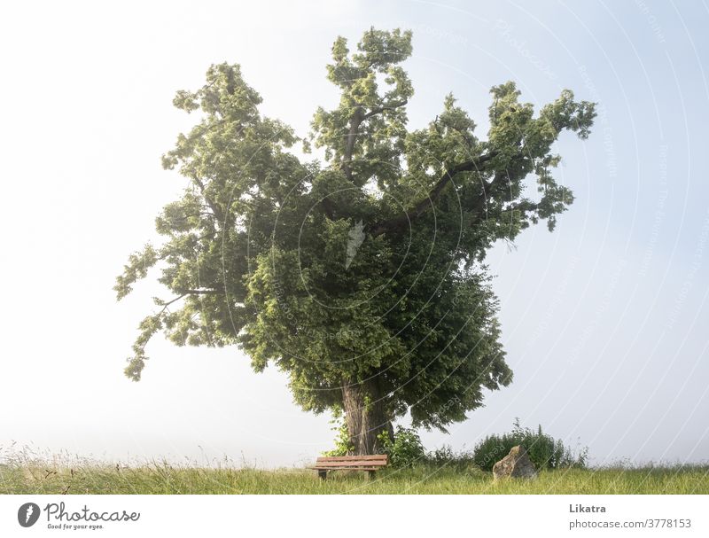 Alter stattlicher Baum Bank Nebel Spaziergang Ruhe Ruheplatz alt Einsamkeit Natur Naturliebe Klima ruhig Landschaft Erholung Außenaufnahme Umwelt