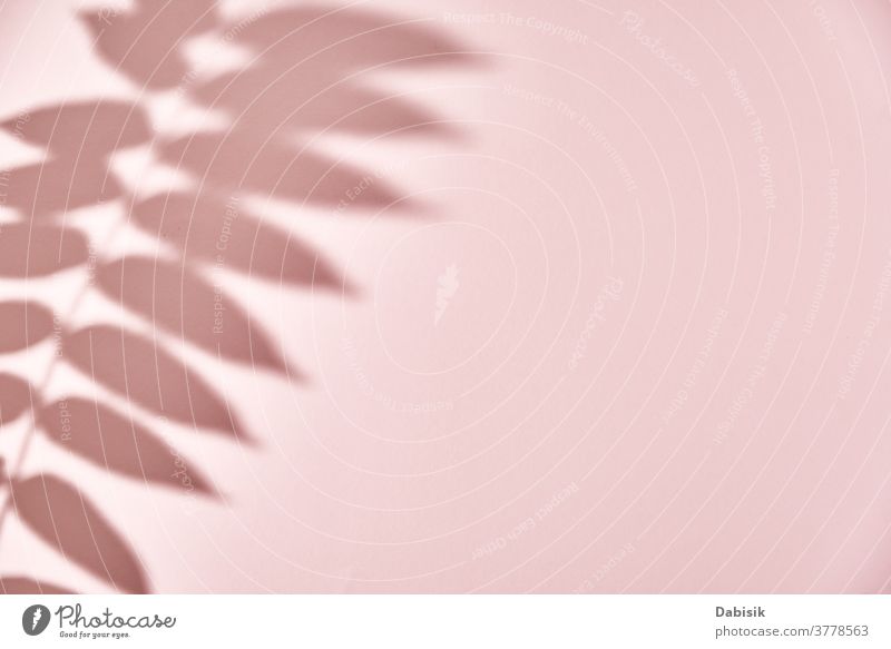 Blattschatten auf rosa Hintergrund. Kreativer abstrakter Hintergrund Schatten Blätter Pflanze Baum Laubwerk Textur weiß Licht Design Natur Ast Muster sonnig