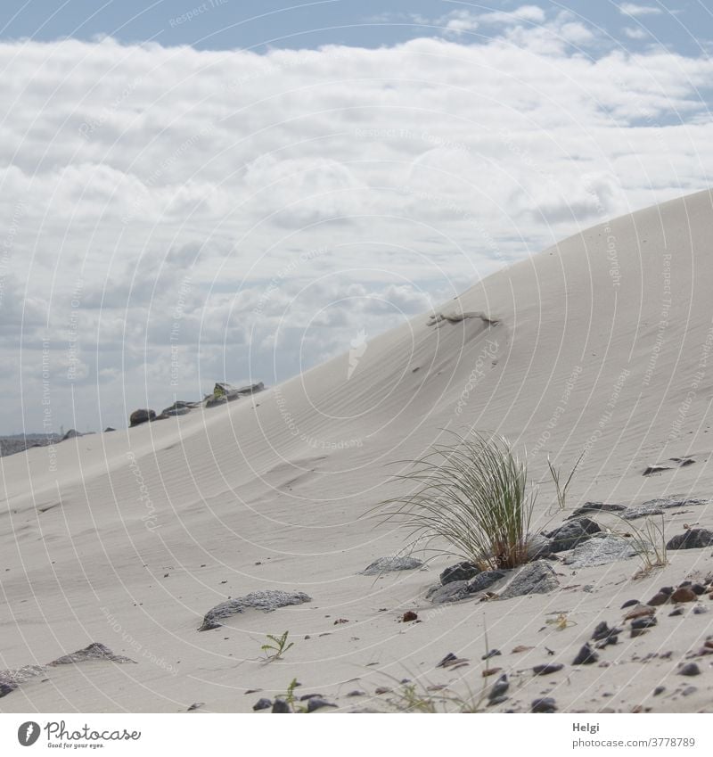 Sanddüne mit einem Büschel Dünengras und Steinen vor bewölktem Himmel Gras Wolken Insel Nordseeinsel Wangerooge Sommer Natur Umwelt Landschaft menschenleer