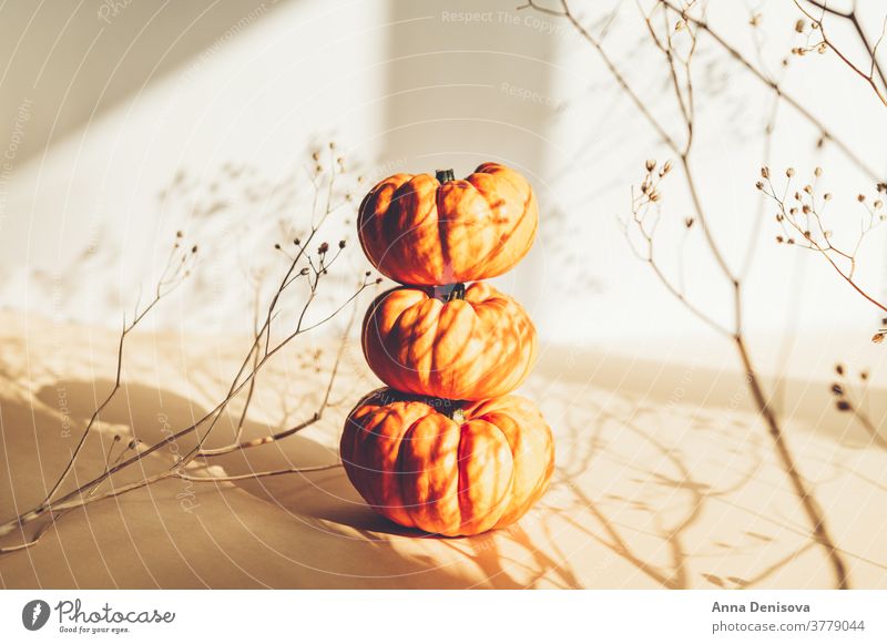 Winzige orangefarbene Kürbisse. Herbst-Konzept weiß Hintergrund Schatten saisonbedingt neblig Feier Dekoration & Verzierung Feiertag Natur Ernte Saison fallen