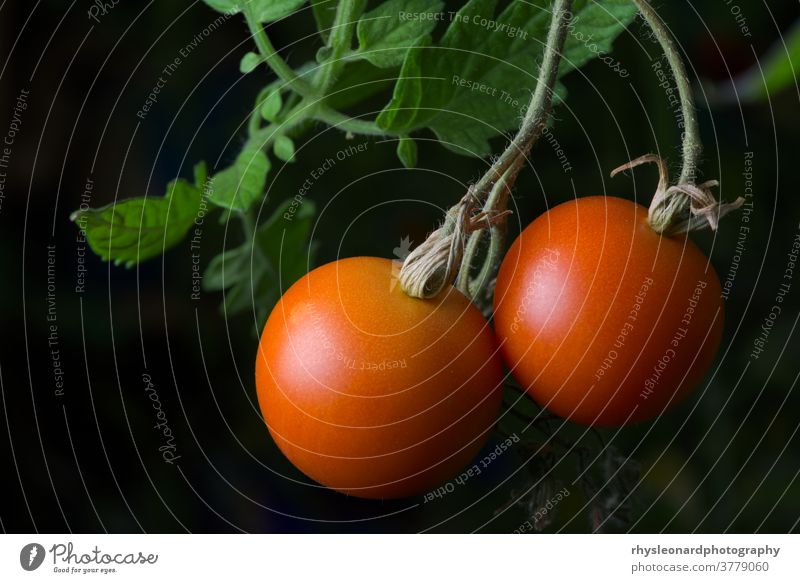 3 - Leuchtend rotes, reifes und verzehrfertiges Paar Tomaten aus eigenem Anbau. pulsierend Pflanze wachsend heimwärts Gartenarbeit Gesunde Ernährung Frucht