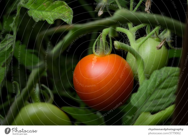 5 - Hellrotes, reifes und verzehrfertiges Tomatenpaar, mehr Platz zum Kopieren Garten Unterholz Fokus selektiv wachsend heimwärts Gartenarbeit Gesunde Ernährung