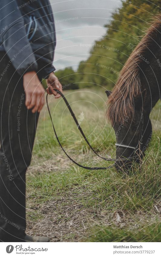 Pferd futtert Pferdekopf Tier Tierporträt Außenaufnahme Mähne Island Ponys Natur Farbfoto