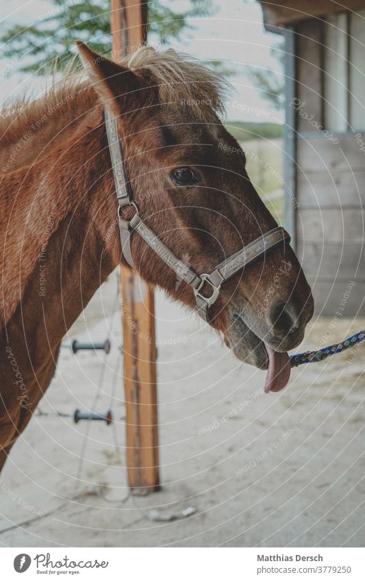 Pferd streckt Zunge raus Pferdekopf Tier Tierporträt Außenaufnahme Mähne Island Ponys Natur Farbfoto zunge zeigen frech