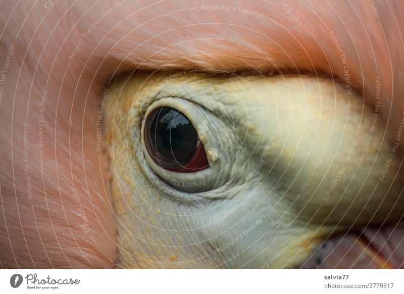 Alles im Blick Tier Vogel Auge Natur Detailaufnahme Pelikanauge Schnabel Tierporträt rosa Wildtier Makroaufnahme Tiergesicht beobachten