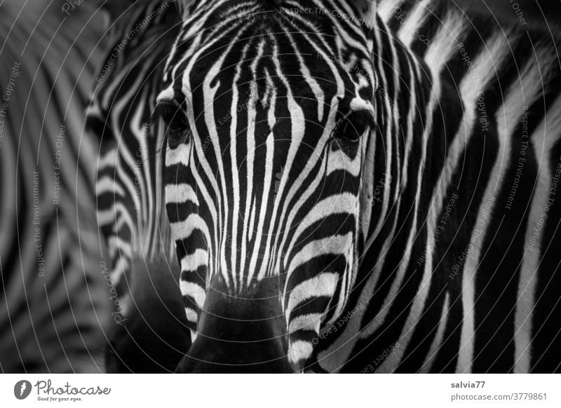 Zebrablick Blick Tier Zoologie Tierporträt Wildtier Nahaufnahme Menschenleer Streifen Muster Natur schwarz weiß Afrika Außenaufnahme gestreift Schwarzweißfoto