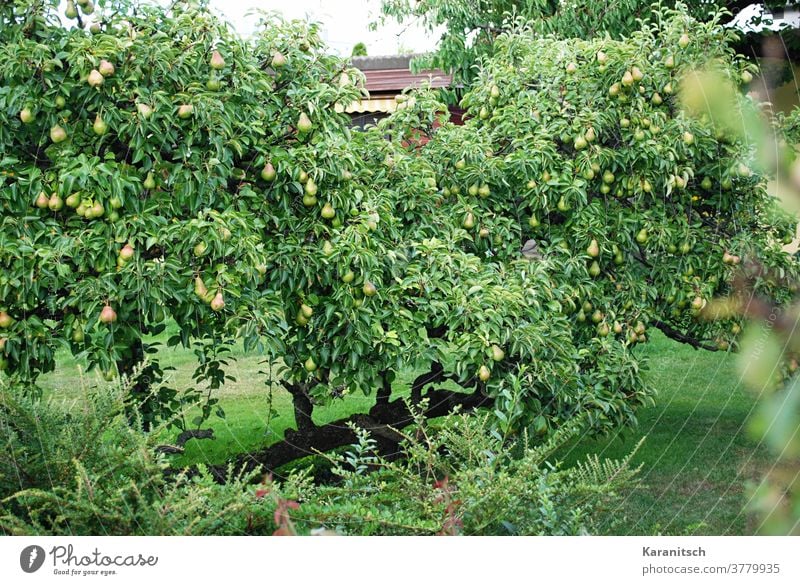 Viele Birnen hängen in den dichten Ästen des Birnbaums. Frucht Kernobst Baum Obstbaum Essen Lebensmittel Vitamine gesund Ernährung organisch Natur natürlich
