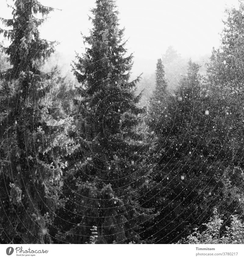 Fichten in zartem Schneegestöber Bäume Wald Gebüsch Schneefall Winter neblig Schwarzweißfoto kalt Natur schwarz Menschenleer Außenaufnahme