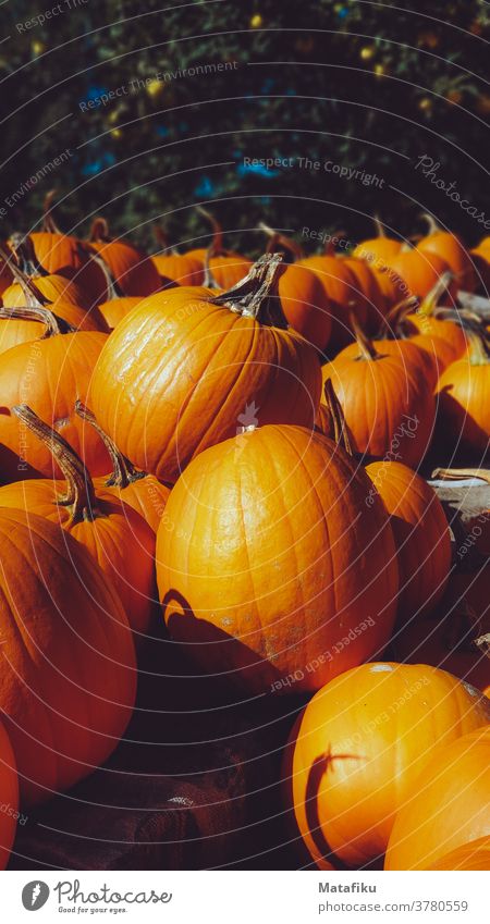 Kürbis Halloween orange Herbst Gemüse Erntedankfest Lebensmittel Dekoration & Verzierung Jahreszeiten saisonbedingt Ackerbau Oktober