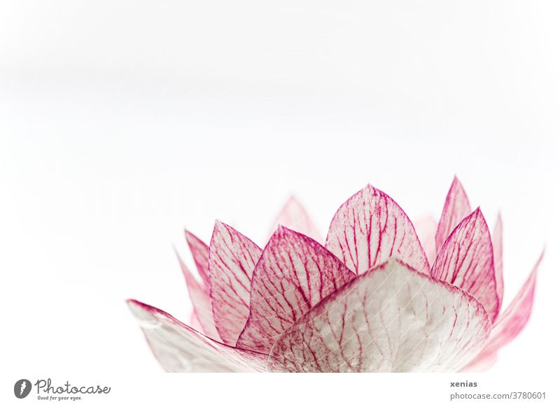 Makroaufnahme: Rosa Blüte einer Zierkirsche vor weißem Hintergrund Blume Kirschblüten rosa Frühling Blühend schön Neutraler Hintergrund Freisteller Pflanze