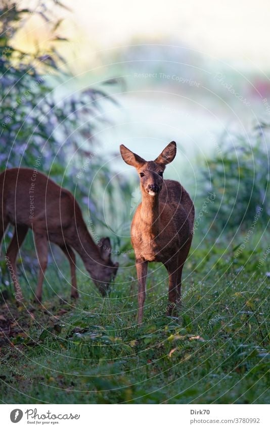 Rehe am Morgen Säugetier Wildtier 2 Tier Hirsche Natur Außenaufnahme Farbfoto Tierporträt Tag wild Umwelt Landschaft Menschenleer Jagd Pflanze grün braun Gras