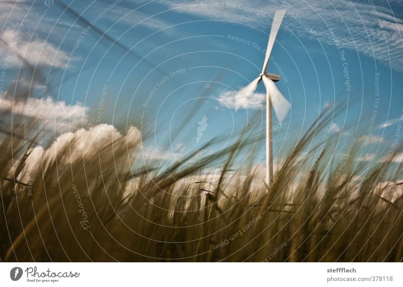 Windrad hinter Getreide Landwirtschaft Forstwirtschaft Energiewirtschaft Erneuerbare Energie Windkraftanlage Umwelt Natur Landschaft Himmel Sonnenlicht Sommer