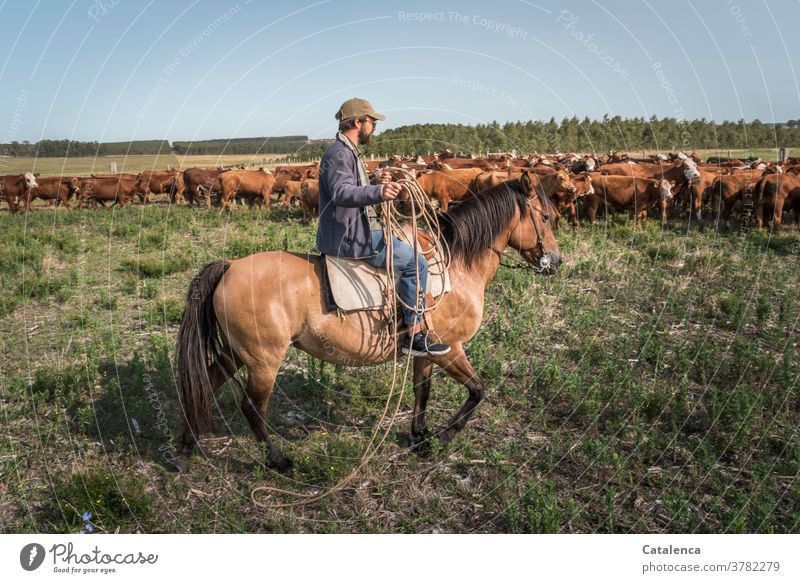 Pferd und Reiter mit Lasso nähern sich der Kuhherde auf der Weide Tageslicht schönes Wetter Gras Himmel Horizont Nutztier Tier Natur Landschaft Pflanze Gaucho