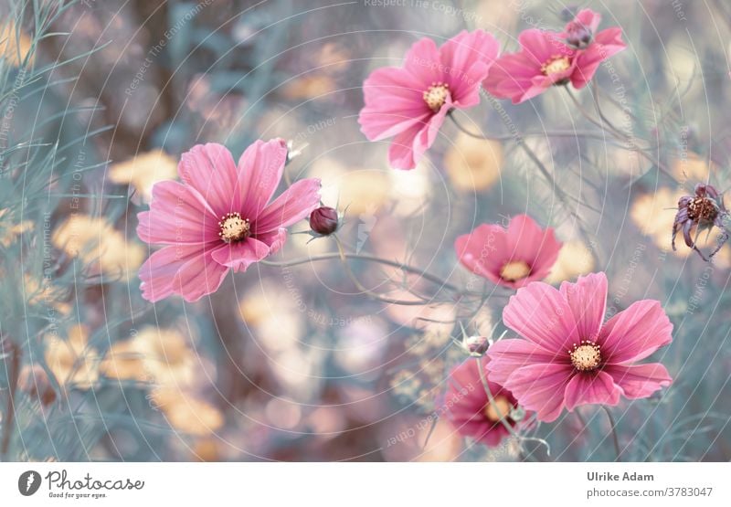 Schöne Blüten des Schmuckkörbchen (Cosmos bipinnatus) kosmeen Blume Sommer rosa Detailaufnahme Natur Garten Außenaufnahme Menschenleer Blühend zart leuchten