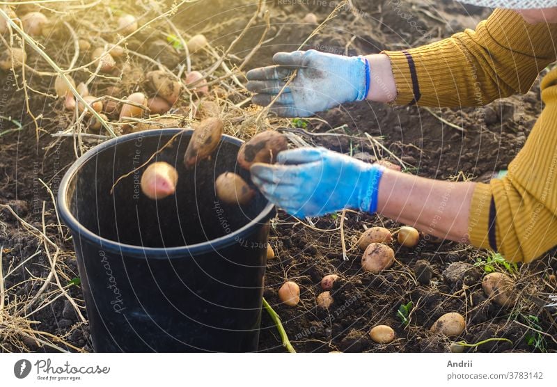 Eine Bäuerin sammelt Kartoffeln in einem Eimer. Sie arbeitet auf dem Feld. Pflücken, Sortieren und Verpacken von Gemüse. Biologische Gärtnerei und Landwirtschaft. Erntekampagne, Rekrutierung von Saisonarbeitern.