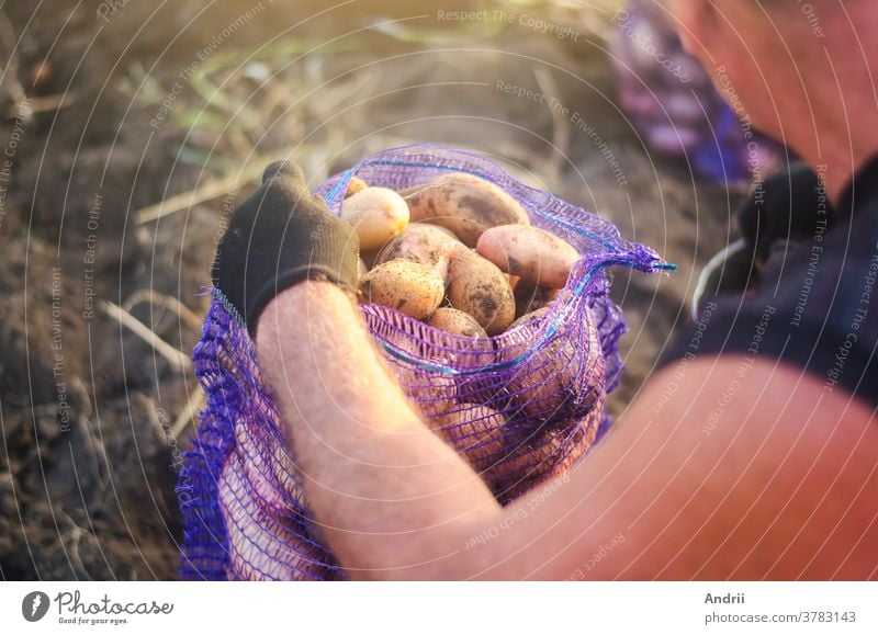 Ein Landwirt füllt einen Netzbeutel mit Erntekartoffeln. Kampagne zur Ernte von Kartoffeln auf einer landwirtschaftlichen Plantage. Landwirtschaft. Ackerland auf dem Land. Gemüse anbauen, sammeln, sortieren und verkaufen.