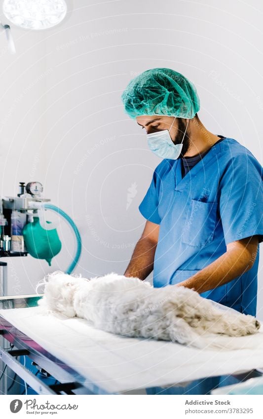Crop-Tierärzte bereiten Hund für Operation in Klinik vor Operationssaal Chirurg Mann Veterinär Tierarzt Anästhesie Lampe chirurgisch männlich Haustier modern