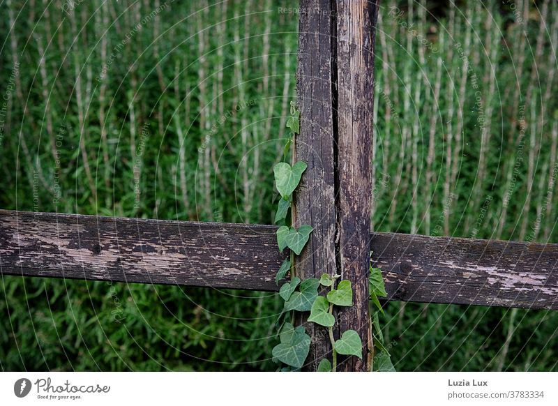Viel Grün und altes Holz: Rosmarin im Hintergrund, rankt sich Efeu um einen alten Bretterzaun grün Efeublätter Efeuranke Zaun Riss Risse verwittert