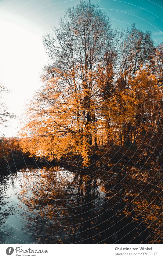 Herbstliche Bäume an einem kleinen See spiegeln sich im Wasser. Herabgefallene bunt gefärbte Blätter liegen unter den Bäumen und im Wasser herbstlich