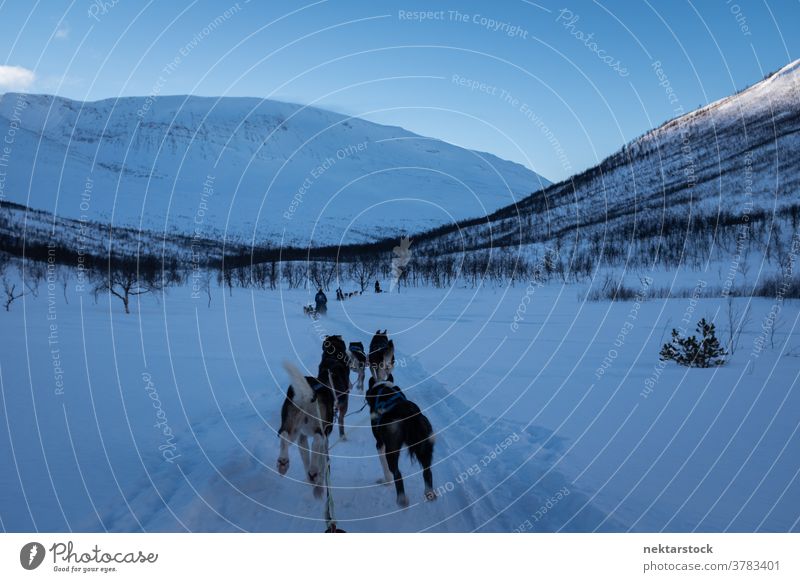 Schlittenhunde ziehen durch den verschneiten Pfad Hund ziehend Schnee Winter Sichtweise pov rennen Totale Norwegen Norden kalt natürliche Beleuchtung Natur