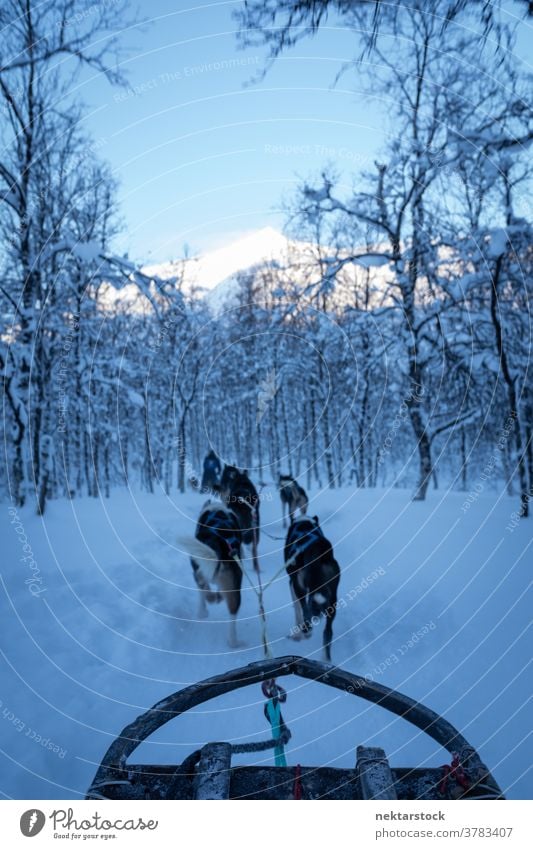Schlittenhunde ziehende Hunde im norwegischen Wald Schnee Winter Sichtweise pov rennen Totale Norwegen Norden kalt natürliche Beleuchtung Natur im Freien
